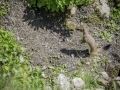 Hermine / La Plagne
