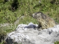 La Plagne /Marmottes