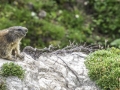 La Plagne /Marmottes