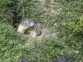 La Plagne /Marmottes