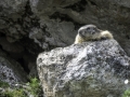 La Plagne /Marmottes