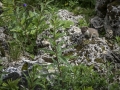 Hermine / La Plagne