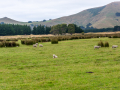 Nouvelle Zélande/ Otago,