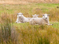 Nouvelle Zélande/ Otago,