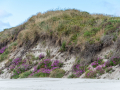 Nouvelle Zélande/ Otago,