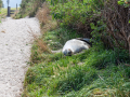 Lion de Mer / Nouvelle Zélande