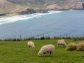 Nouvelle Zélande/ Otago,