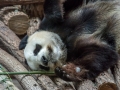 DSC_6239
