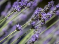 Abeilles