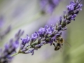 Abeilles
