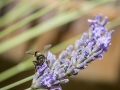 Abeilles