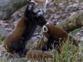 Panda Roux & Parc de la tête d'or