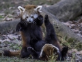 Panda Roux & Parc de la tête d'or
