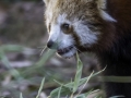 Panda Roux & Parc de la tête d'or