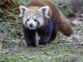 Panda Roux & Parc de la tête d'or