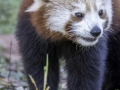 Panda Roux & Parc de la tête d'or