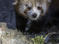 Panda Roux & Parc de la tête d'or