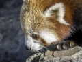 Panda Roux & Parc de la tête d'or