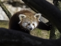 Panda Roux & Parc de la tête d'or