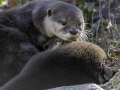 Loutre cendrée & Parc de la tête d'or