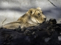 Lionne & Parc de la tête d'or