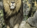 Lion & Parc de la tête d'or
