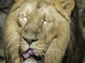 Lion & Parc de la tête d'or