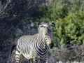 Zèbre & Parc de la tête d'or