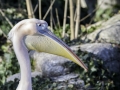 Pélican & Parc de la tête d'or