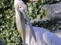 Pélican & Parc de la tête d'or