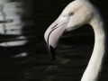 Flamant rose & Par de la tête d'or