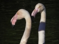 Flamant rose & Par de la tête d'or