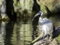 Ibis sacré & Parc de la tête d'or