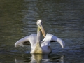 Pélican & Parc de la tête d'or