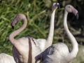 Flamant rose & Par de la tête d'or