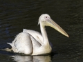 Pélican & Parc de la tête d'or