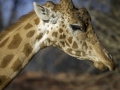 Girafe & Parc de la tête d'or