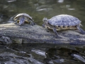 Tortue de floride & Parc de la tête d'or
