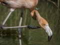 Parc des oiseaux/villars les dombes