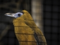 Parc des oiseaux/villars les dombes