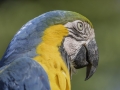 Parc des oiseaux/villars les dombes