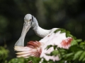 Parc des oiseaux/villars les dombes