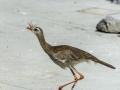 Parc des oiseaux/villars les dombes