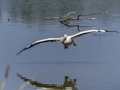 Parc des oiseaux/villars les dombes
