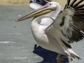 Parc des oiseaux/villars les dombes