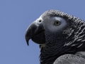 Parc des oiseaux/villars les dombes
