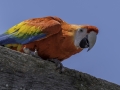 Parc des oiseaux/villars les dombes