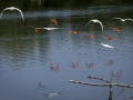 Parc des oiseaux/villars les dombes