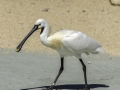 Parc des oiseaux/villars les dombes