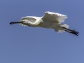 Parc des oiseaux/villars les dombes